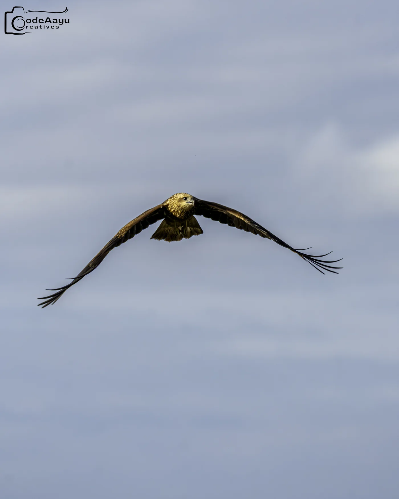 Eagle gliding with wings fully open