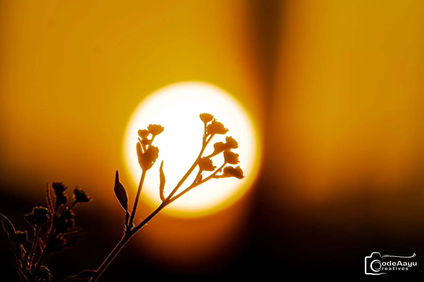 Flower silhouette crossing a vivid orange sun