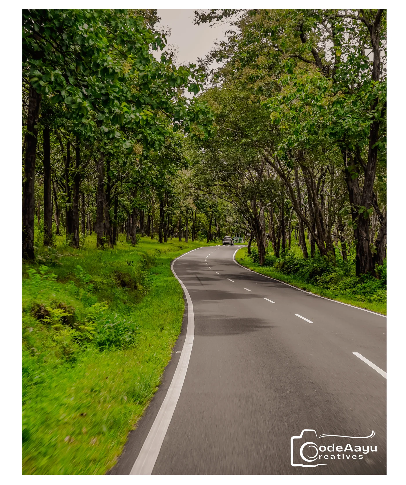 A winding road through a green forest