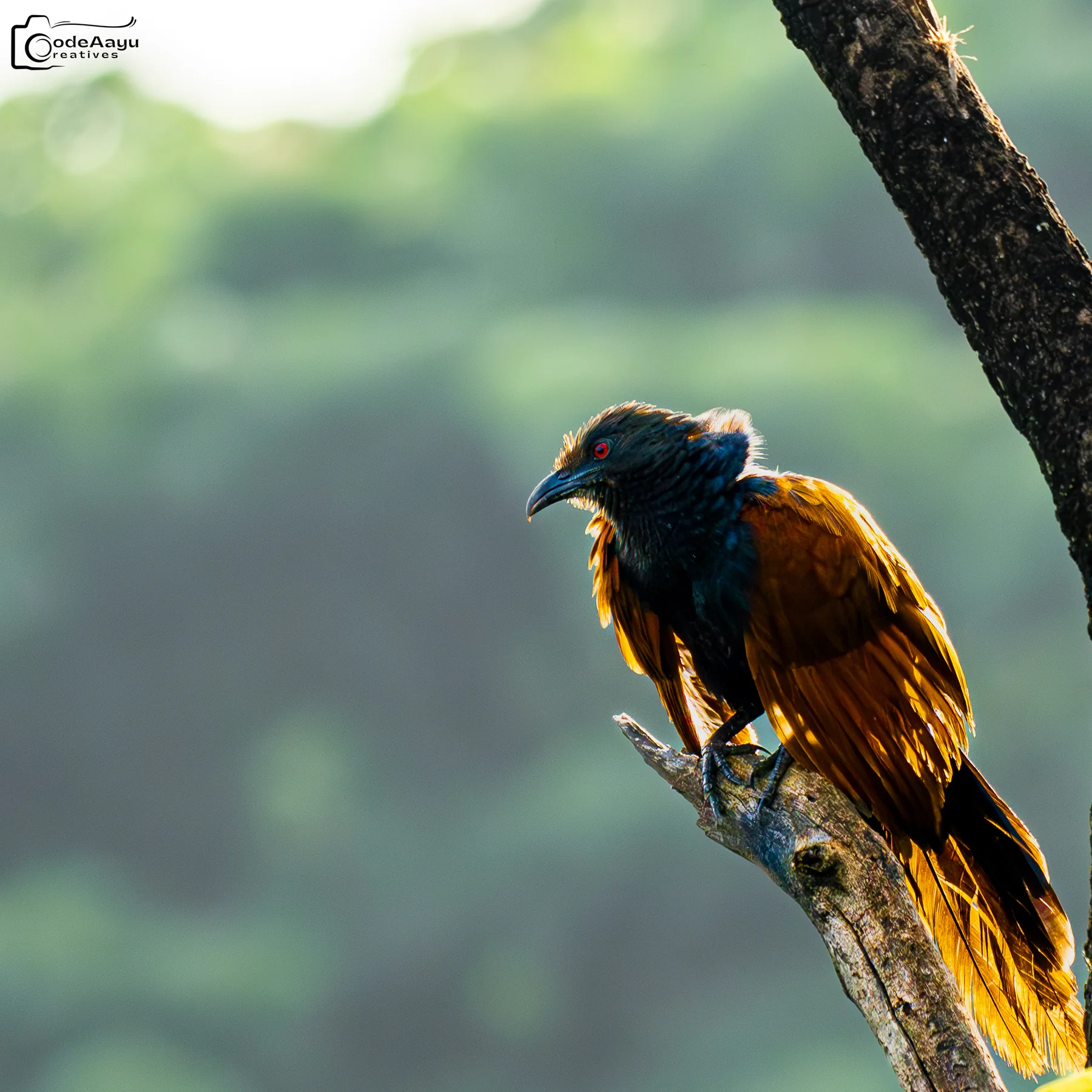 Greater coucal lit from behind on a branch