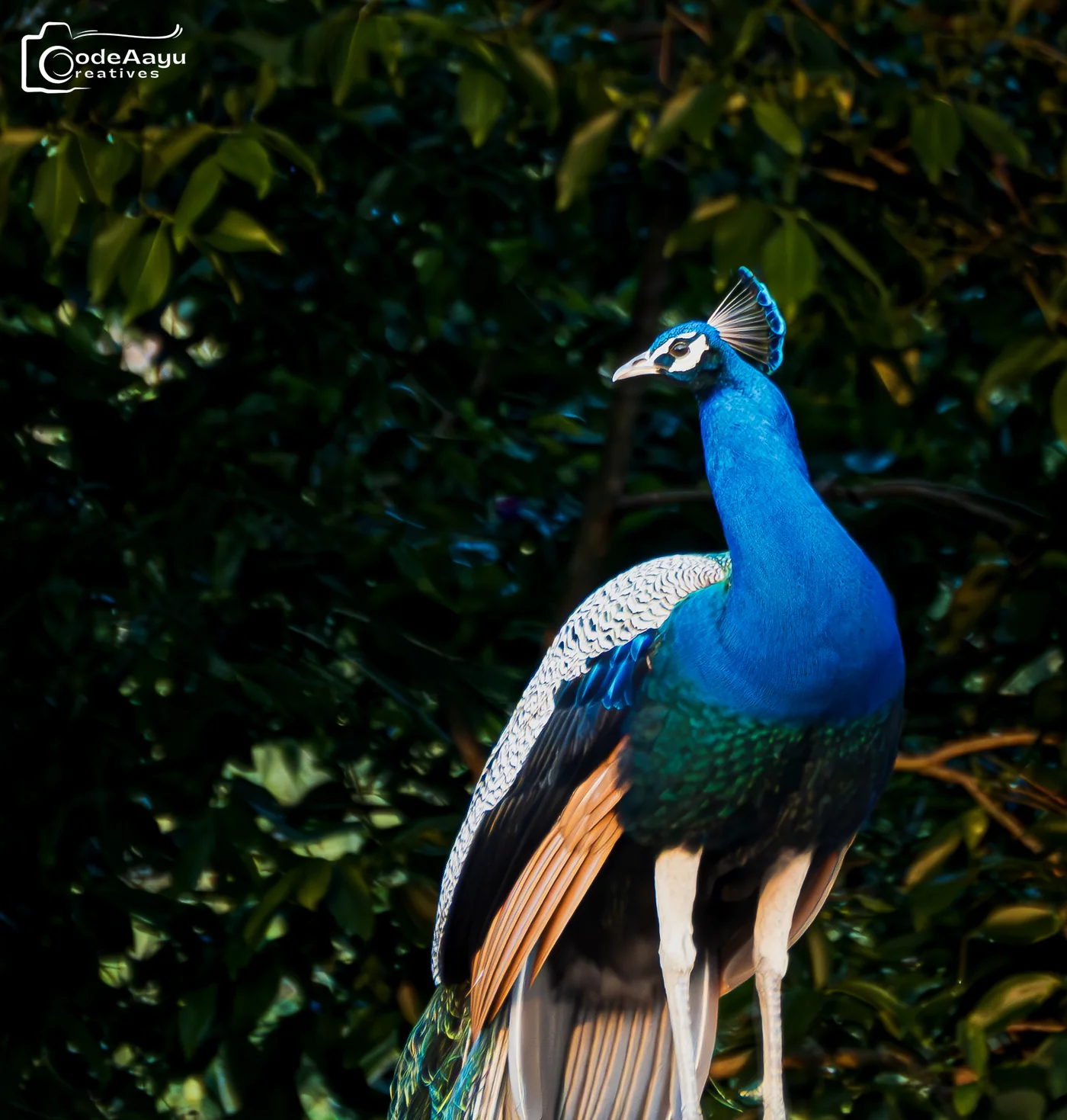 Peacock with vivid blue and green plumage
