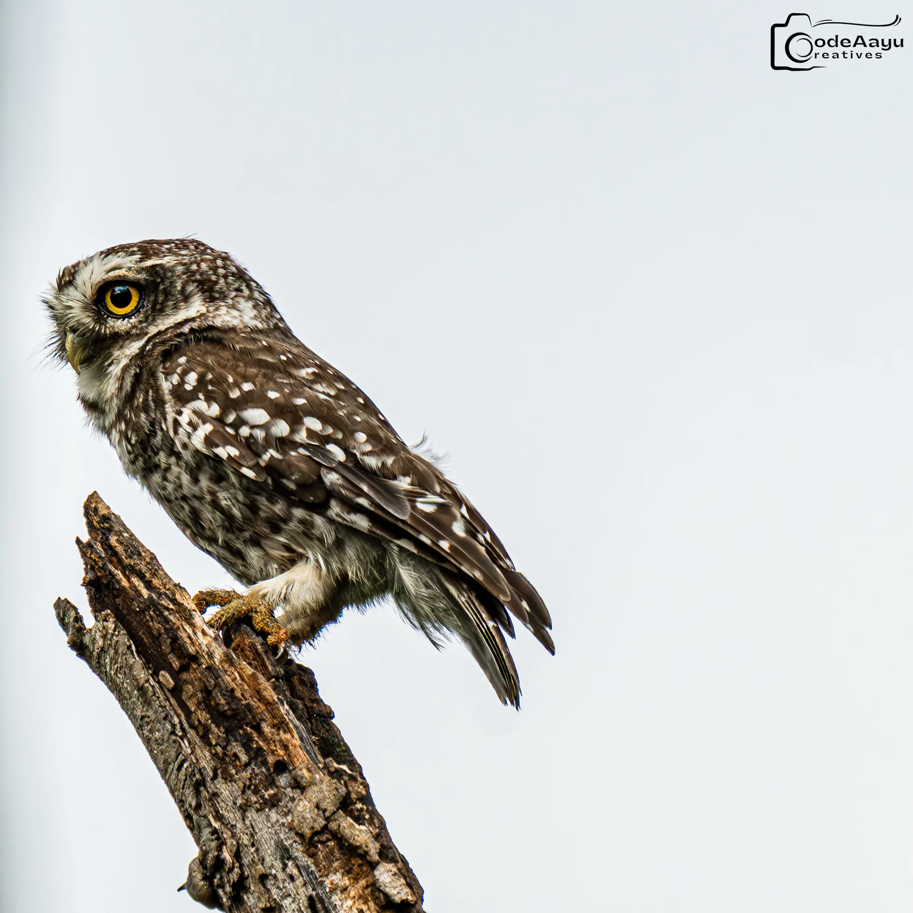 Spotted owl perched on a pale branch